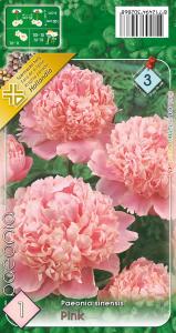 Virághagyma Bazsarózsa, Pünkösdi rózsa Pink