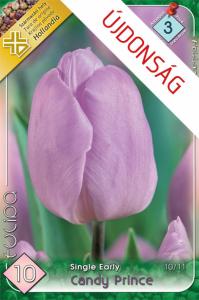 Tulipán Candy Prince / Egyszerű virágú korai tulipán 10 db